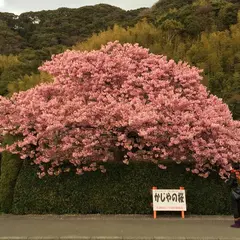 かじやの桜(kajiya no Sakura)/One of the best Kawazu-zakura viewing spots