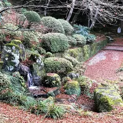 大楓（福岡県天然記念物）
