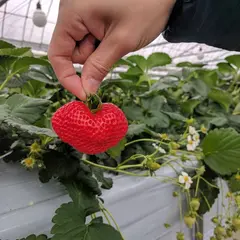 いちご館窪田