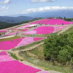 茶臼山高原 芝桜祭り