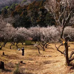 西渓園傍 梅林