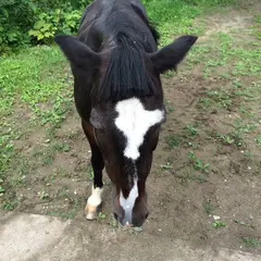 ふらのマウンテンビュー牧場