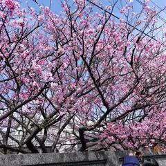 平菁街櫻花巷