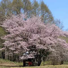 天王桜