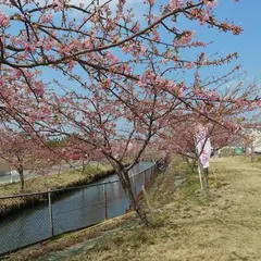 笠松河津桜ロード