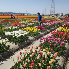 五泉市チューリップまつり