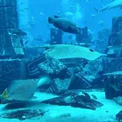 The Lost Chambers Aquarium