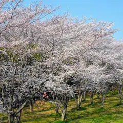 笠原桜公園