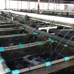 ビッグ アイランド アバロニ Big Island Abalone