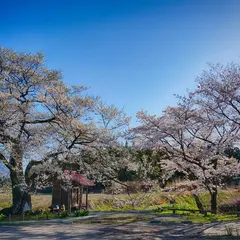 七ツ田の弘法桜
