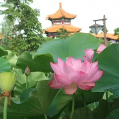 中国庭園「燕趙園」