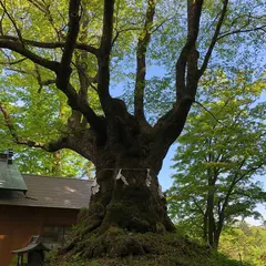 熊野皇大神社のシナノキ