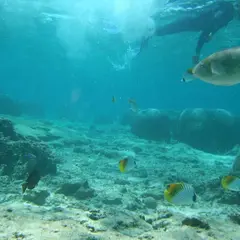 沖縄ダイビングライセンス 青の洞窟体験のシーモール