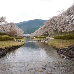 鮎河千本桜