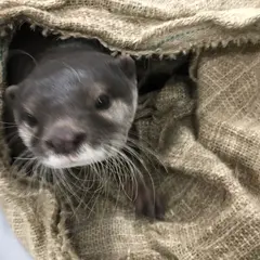 かわうそフレンズ