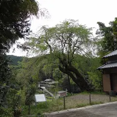 満願寺の八講桜