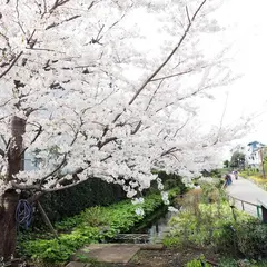 目黒川緑道