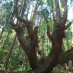 株杉の森