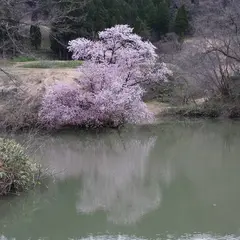 鏡桜