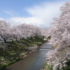 藤田川ふれあい桜