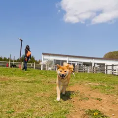 ふなばしアンデルセン公園 ドックラン