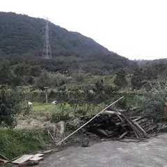 常青園金山地瓜