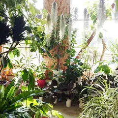 観葉植物専門店 cocoha
