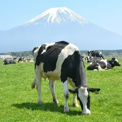 朝霧高原