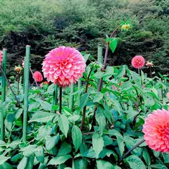 22年 秋田市のおすすめ植物園ランキングtop1 Holiday ホリデー
