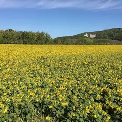 朝日ヶ丘公園