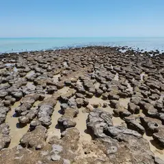シャーク湾