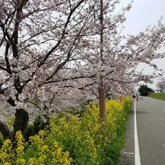 大河津分水さくら公園