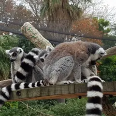 Melbourne Zoo（メルボルン動物園）