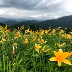 白山高山植物園