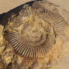 化石発掘センター　HOROSSA