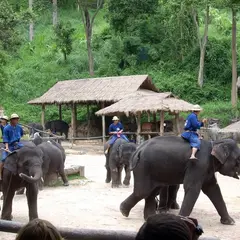 Maesa Elephant Camp（メーサー・エレファント・キャンプ）