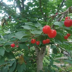 さくらんぼ狩り のざわ農園