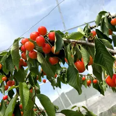 宿沢フルーツ農園|さくらんぼ狩り、プラム狩り