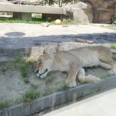 21年 東武動物公園駅周辺のおすすめスポットランキングtop Holiday ホリデー