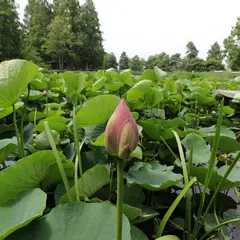水生植物園