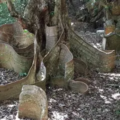 サキシマスオウノキSakishima Sappanwood Tree