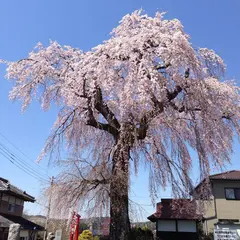 下市毛八坂神社(しもいちげやさかじんじゃ)しだれ桜