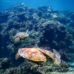宮古島SEA ENJOY (ウミガメとシュノーケル、鍾乳洞ツアー)