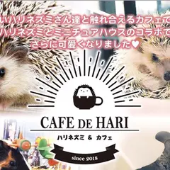 ハリネズミ販売｜カフェドハリ｜大阪 関西 南森町｜動物｜ハリネズミ｜チンチラ｜ふれあい｜タピオカ