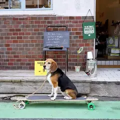 犬の一日 今川店