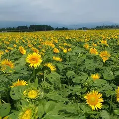 きゃべつ畑のひまわり祭り