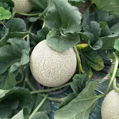 中田農園