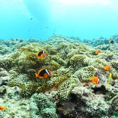 青之洞窟浮潛（藍洞）沖繩潛水店Pink Mermaid - Okinawa Diving Shop
