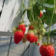 いちごの丘