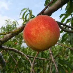 築城果樹園